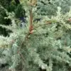 Feuillage bleu d'un CEDRUS libani ssp. atlantica 'Saphire Nymph' Feuillage bleu d'un CEDRUS libani ssp. atlantica 'Saphire Nymph'