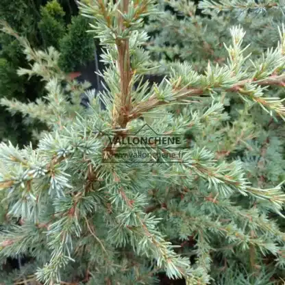 Feuillage bleu d'un CEDRUS libani ssp. atlantica 'Saphire Nymph' Feuillage bleu d'un CEDRUS libani ssp. atlantica 'Saphire Nymph'