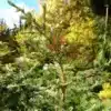 Tête d'un CEDRUS libani ssp. atlantica 'Saphire Nymph' Tête d'un CEDRUS libani ssp. atlantica 'Saphire Nymph'