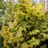 Follaje primaveral de un amarillo intenso del CHAMAECYPARIS obtusa 'Melody'