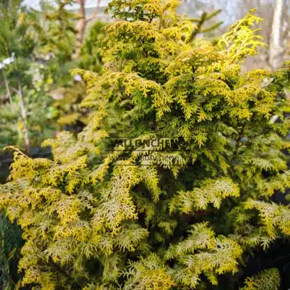 Follaje primaveral de un amarillo intenso del CHAMAECYPARIS obtusa 'Melody'