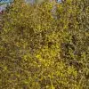 Un CORNUS mas 'Aurea' tout en fleurs en fin d'hiver Un CORNUS mas 'Aurea' tout en fleurs en fin d'hiver