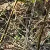 Bois nu d'un EUONYMUS alatus