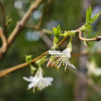 Nahaufnahme der Blüte von LONICERA fragrantissima