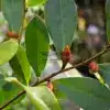Close-up of the copper-colored flower bud of MAGNOLIA laevifolia 'Fairy Honey Velvet'