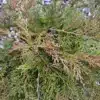 Coloration rousse en hiver du MICROBIOTA decussata