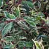 Feuillage vert bordé de blanc du PRUNUS lusitanica 'Variegata'