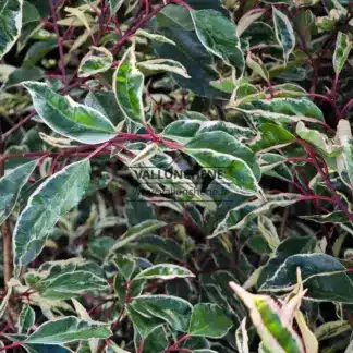 Grünes Laub mit weißen Rändern von PRUNUS lusitanica 'Variegata'