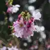 Boutons et fleurs roses du PRUNUS subhirtella 'Autumnalis Rosea'