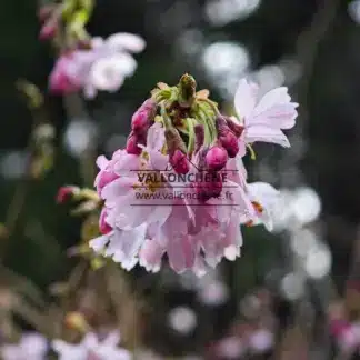 Rosafarbene Blütenknospen und offene Blüten von PRUNUS subhirtella 'Autumnalis Rosea'