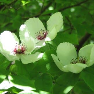 WeiĂe BlĂŒten von STEWARTIA malacodendron