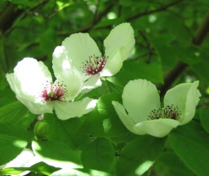 Fleurs blanches du STEWARTIA malacodendron, par Melburnian, sous license <a href="https://creativecommons.org/licenses/by-sa/3.0/deed.en">CC Attribution share alike 3.0 unported</a> Fleurs blanches du STEWARTIA malacodendron