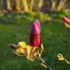 Bouton à fleurs très foncé du MAGNOLIA 'Livingstone'
