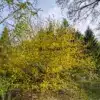 Un ACER negundo 'Kelly's Gold' de aproximadamente 25 años a principios de primavera en el Jardín de Vallonchêne.
