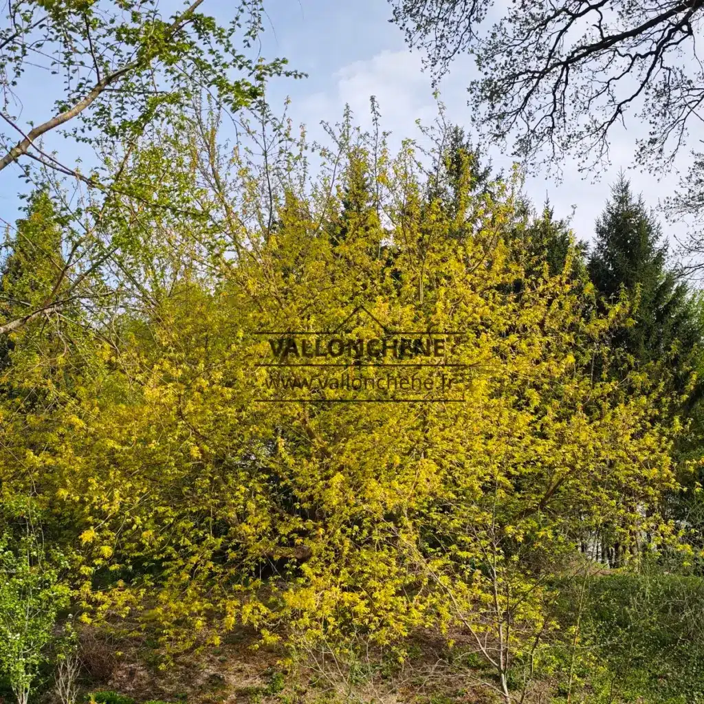 Un ACER negundo 'Kelly's Gold' d'environ 25 ans en dĂ©but de printemps au Jardin de VallonchĂȘne