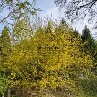 Ein ca. 25 Jahre alter ACER negundo 'Kelly's Gold' im FrĂŒhling im Garten von VallonchĂȘne
