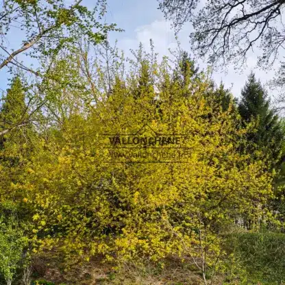 Un ACER negundo 'Kelly's Gold' de aproximadamente 25 años a principios de primavera en el Jardín de Vallonchêne.