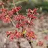 Fleurs de l'ACER rubrum 'Fairview Flame' Fleurs de l'ACER rubrum 'Fairview Flame'