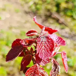 Rotes Laub von ALCHORNEA davidii im Frühling