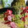 Feuilles rouges de l'ALCHORNEA davidii lors du débourrement