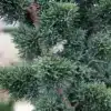 Gros plan sur le feuillage bleuté du CHAMAECYPARIS lawsoniana 'Wissel's Saguaro'