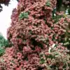 Début de floraison du CHAMAECYPARIS lawsoniana 'Wissel's Saguaro'
