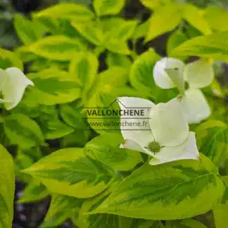 Sich öffnende weiße Blüten und grünes Laub mit leuchtend gelben Rändern von CORNUS x rutgersensis 'Celestial Shadow'