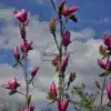 Multitude de boutons à fleurs foncés du MAGNOLIA 'Livingstone'
