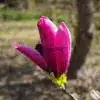 Fleur du MAGNOLIA 'Livingstone' en train de s'ouvrir