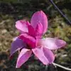 Fleur ouverte du MAGNOLIA 'Livingstone'
