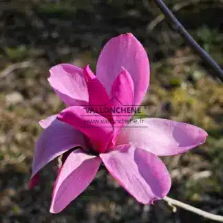 Geöffnete Blüte von MAGNOLIA 'Livingstone'