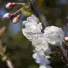Opening white flowers of PRUNUS avium 'Plena'