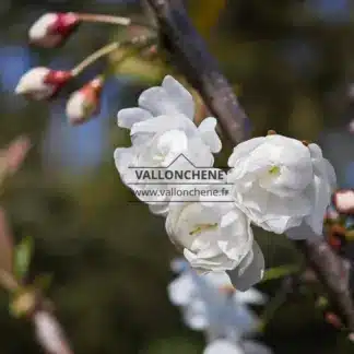 Sich öffnende weiĂe BlĂŒten von PRUNUS avium 'Plena'