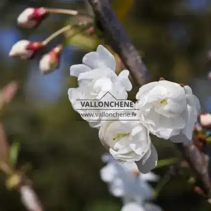 Opening white flowers of PRUNUS avium 'Plena'