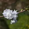 Open white flowers of PRUNUS avium 'Plena'