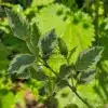 Gros plan sur le feuillage vert bordé de blanc du BETULA nigra 'Shiloh Splash'