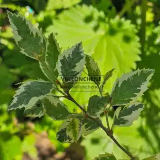 Nahaufnahme des grünen Laubes von BETULA nigra 'Shiloh Splash' mit weißem Rand.