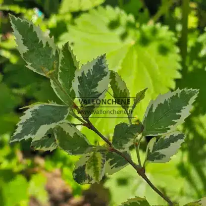 Gros plan sur le feuillage vert bordé de blanc du BETULA nigra 'Shiloh Splash'