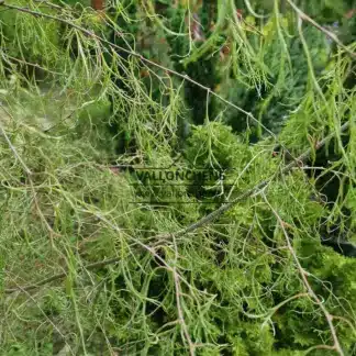 Das Laub der Betula pendula ssp. pendula 'Karaca' ist fein wie Spitze