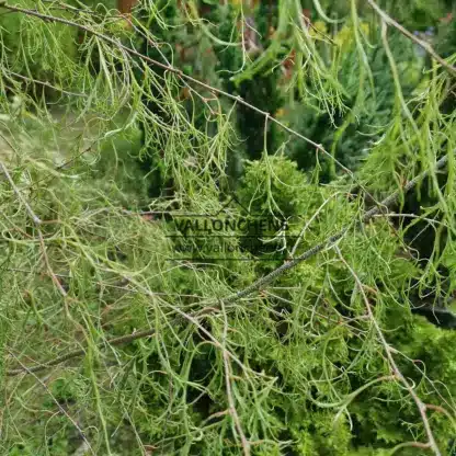 Feuillage du BETULA pendula ssp. pendula 'Karaca' (R) fin comme de la dentelle