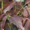 Feuillage pourpre du JUGLANS regia 'Purpurea' Feuillage pourpre du JUGLANS regia 'Purpurea'