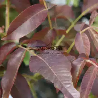 Purpurfarbenes Laub von JUGLANS regia 'Purpurea'