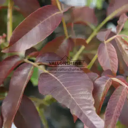Feuillage pourpre du JUGLANS regia 'Purpurea' Feuillage pourpre du JUGLANS regia 'Purpurea'