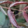 Jolie teinte pourpre foncé du JUGLANS regia 'Purpurea' Jolie teinte pourpre foncé du JUGLANS regia 'Purpurea'