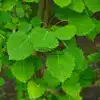 Gros plan sur le feuillage du POPULUS tremula 'Erecta' (Fastigiata)