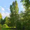 Deux POPULUS tremula 'Erecta' (Fastigiata) avec une emprise au sol très réduite