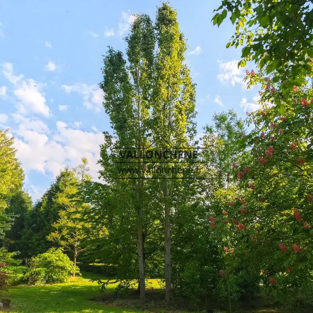 Deux POPULUS tremula 'Erecta' (Fastigiata) avec une emprise au sol trÚs réduite