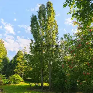Deux POPULUS tremula 'Erecta' (Fastigiata) avec une emprise au sol très réduite