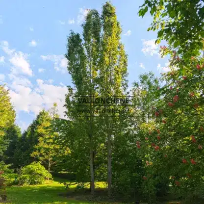 Deux POPULUS tremula 'Erecta' (Fastigiata) avec une emprise au sol très réduite