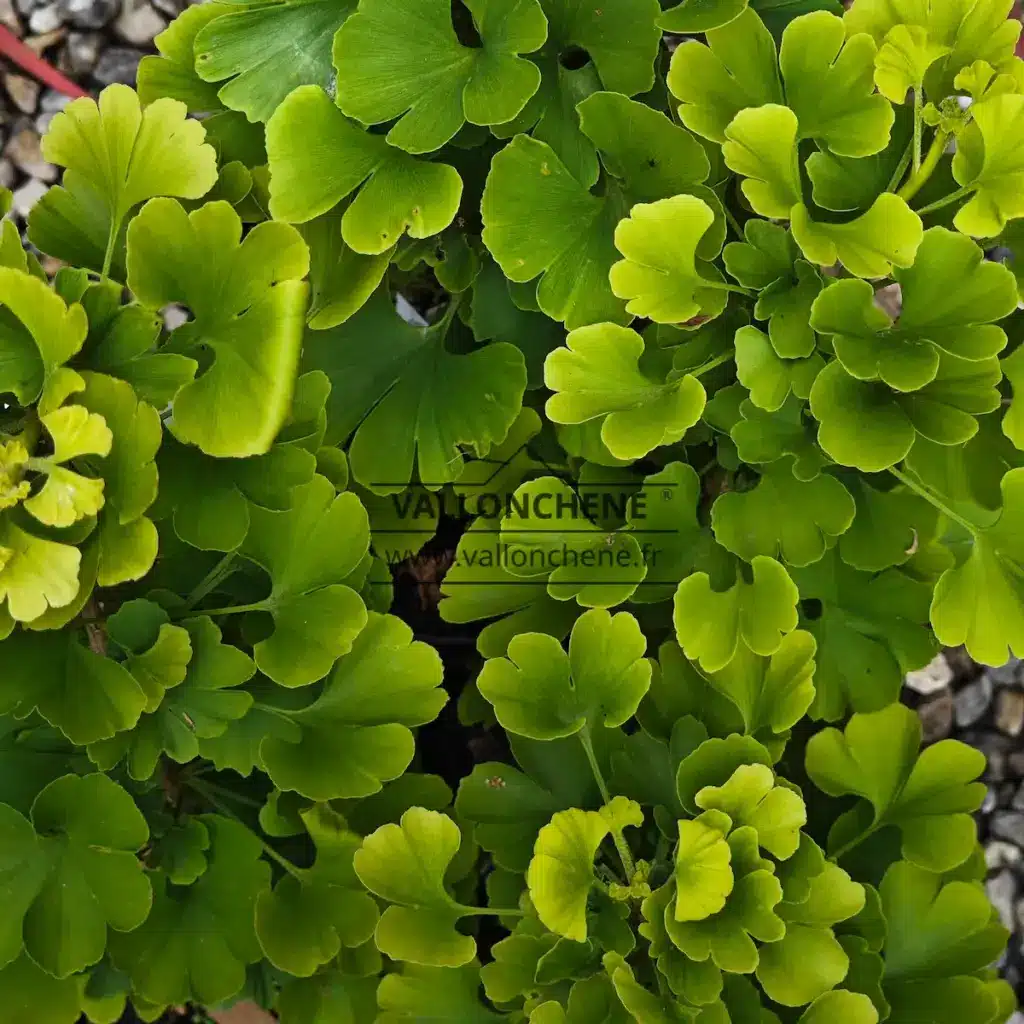 Vue du dessus sur les feuilles du GINKGO biloba 'Mariken'